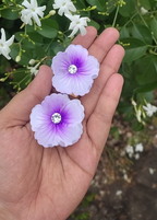 Premium Flower Claw with Center stone
